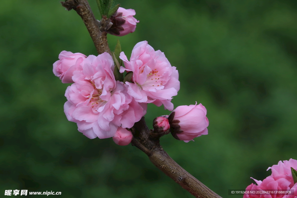 碧桃花 
