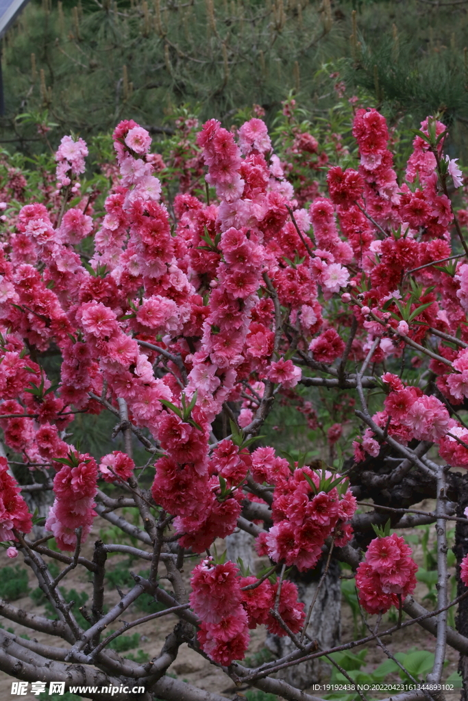 碧桃花 