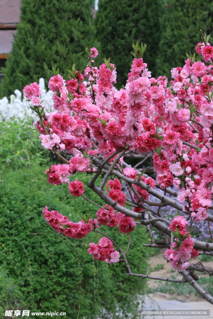 碧桃花 