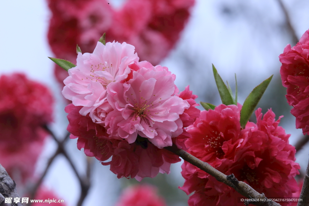 碧桃花 