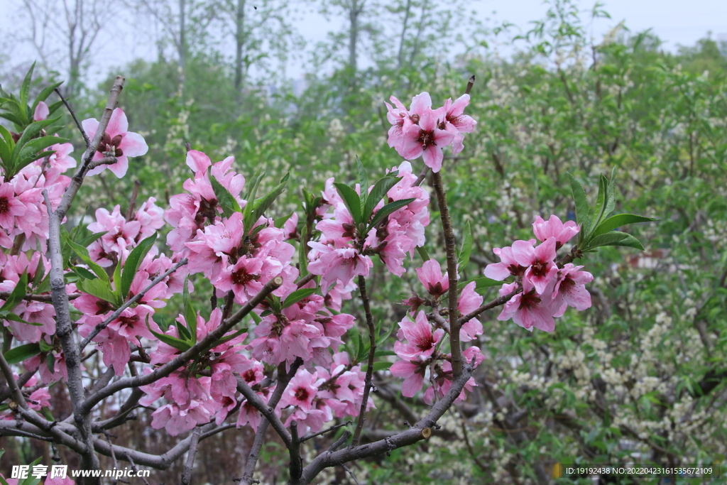 桃花 