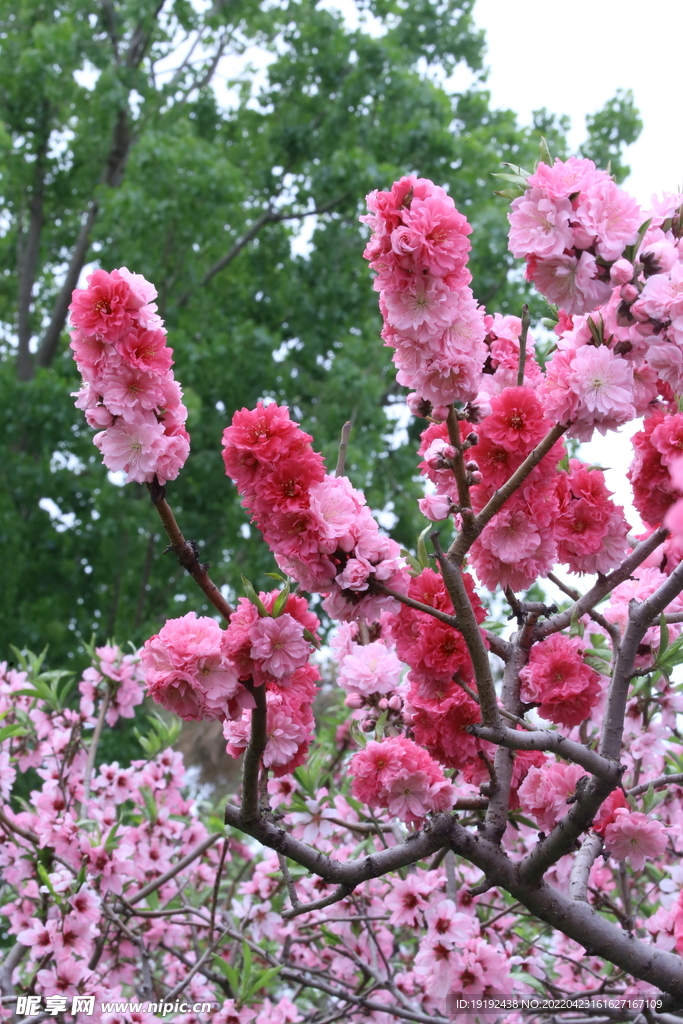 碧桃花 