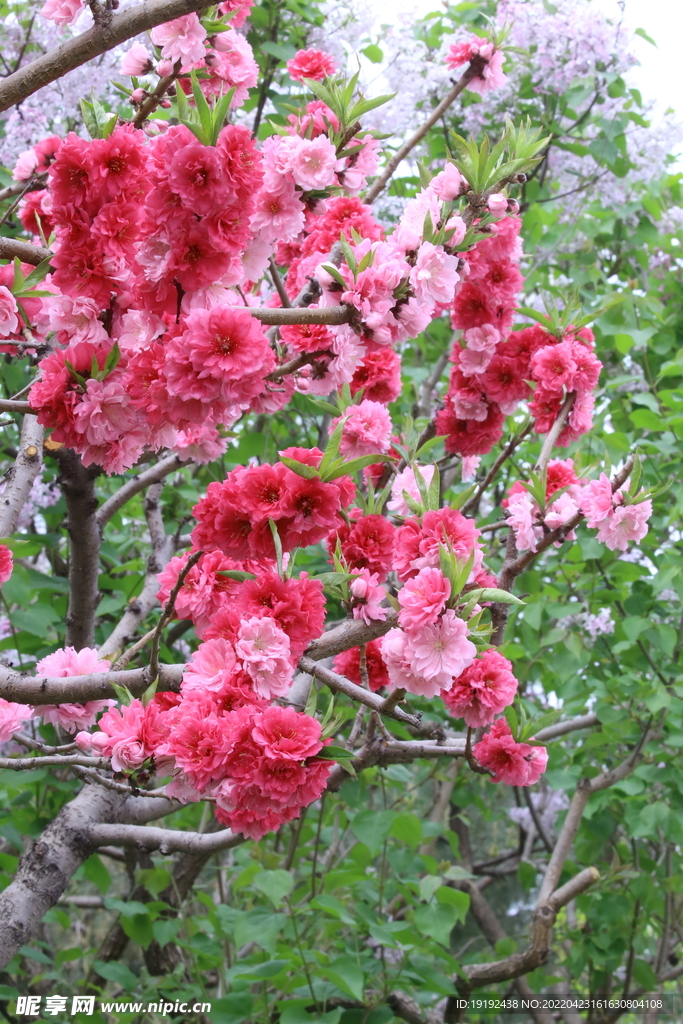 碧桃花 