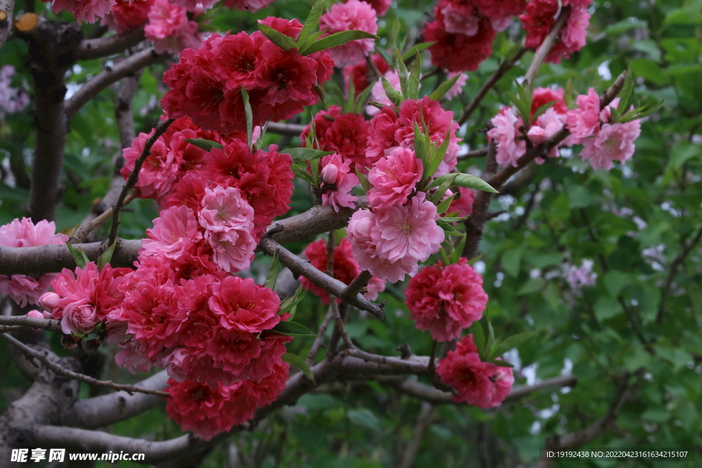 碧桃花 