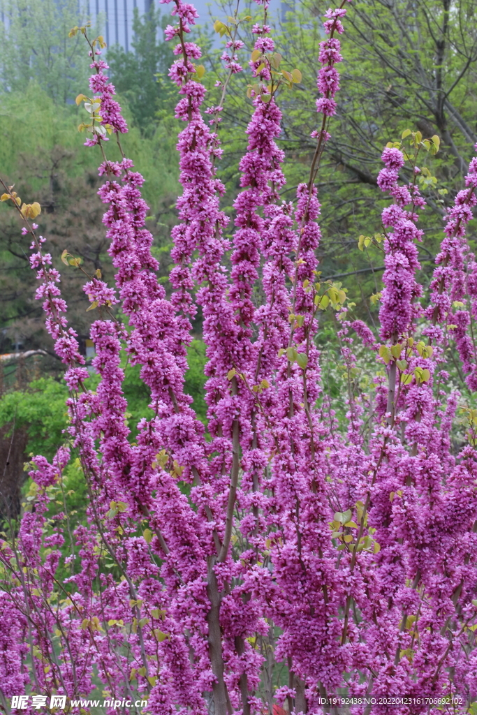 紫荆花 