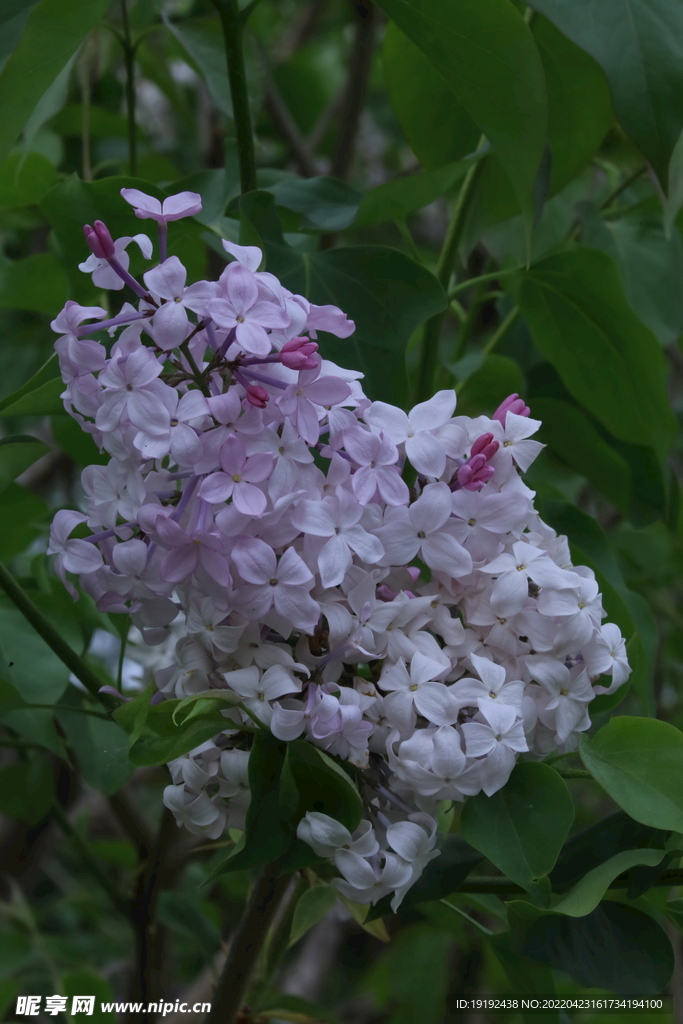 丁香花