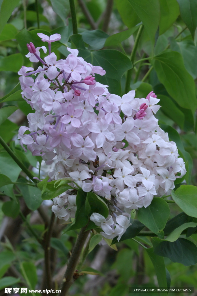 丁香花