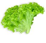 生菜叶