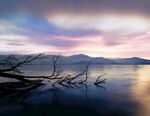 湖边枯树
