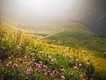 山地野花景观