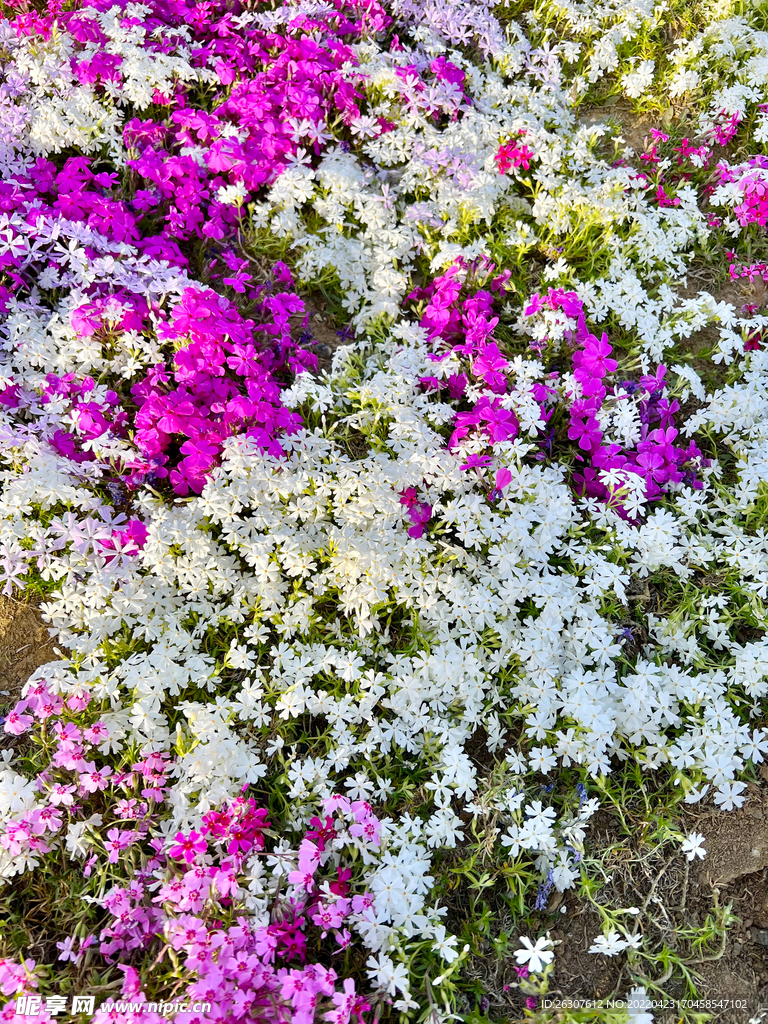 紫花  白色的花 