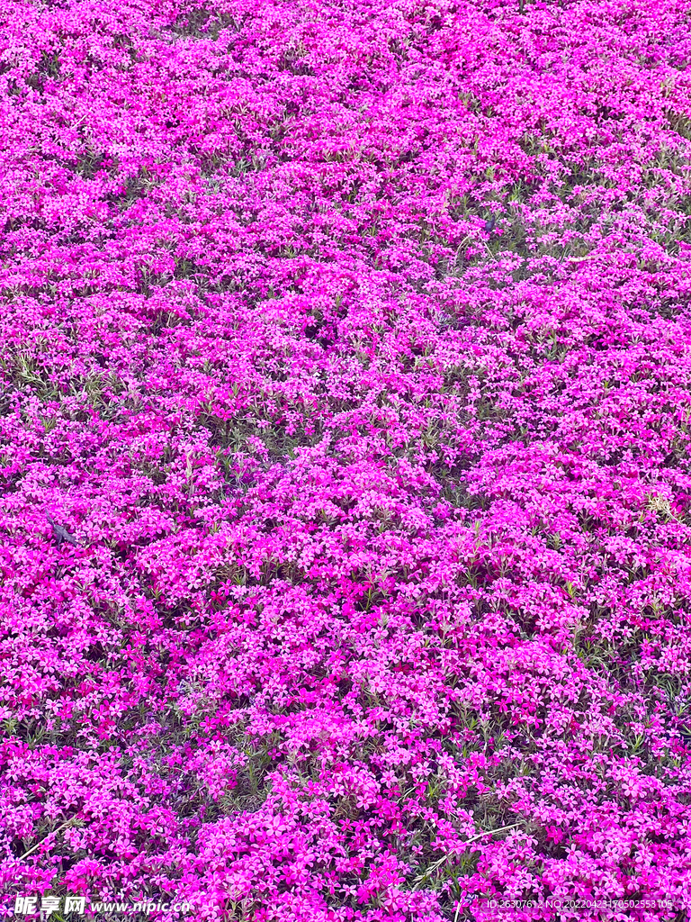 济南 风景区  紫色的花 紫花
