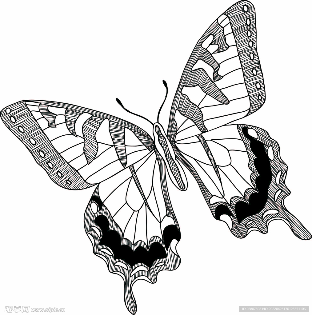 野蝴蝶手绘线稿图