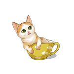 茶杯猫            