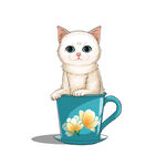 茶杯猫            