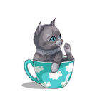 茶杯猫            