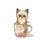 茶杯猫            