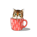 茶杯猫            