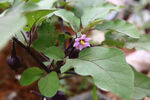 野花紫花