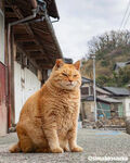 橘猫 咖啡猫 可爱  猫  毛