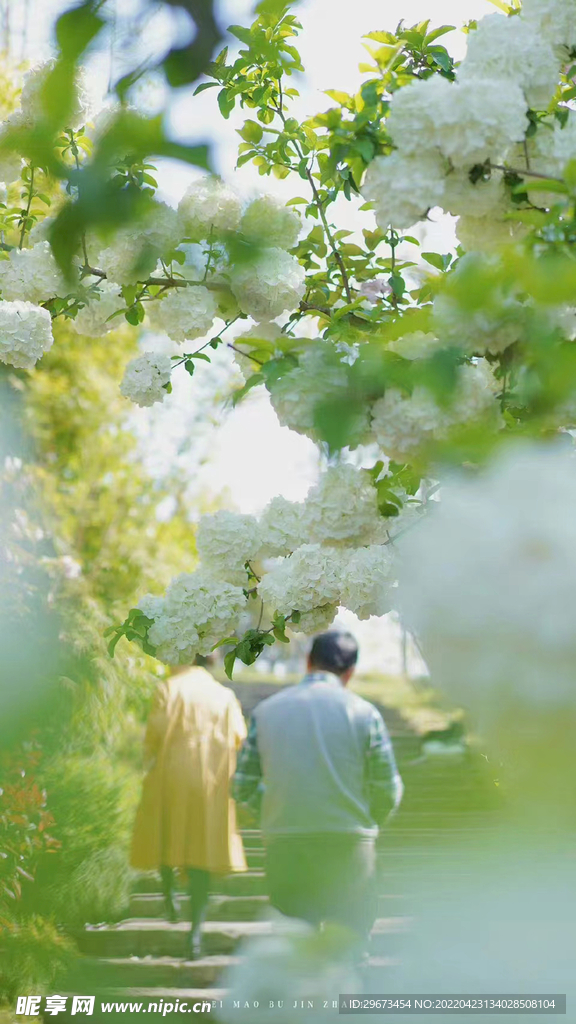 花朵 百花  白花 菊花  河