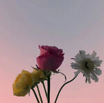 鲜花  红色  玫瑰  百合 