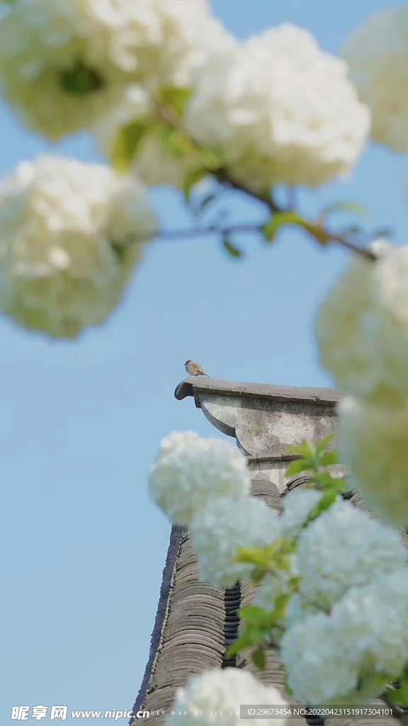 鲜花  红色  玫瑰  百合 