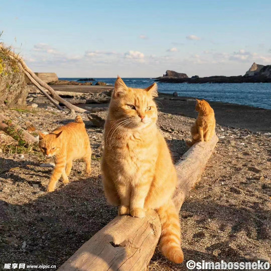 毛茸茸  黄色  橘猫  加菲