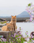 毛茸茸  黄色  橘猫  加菲