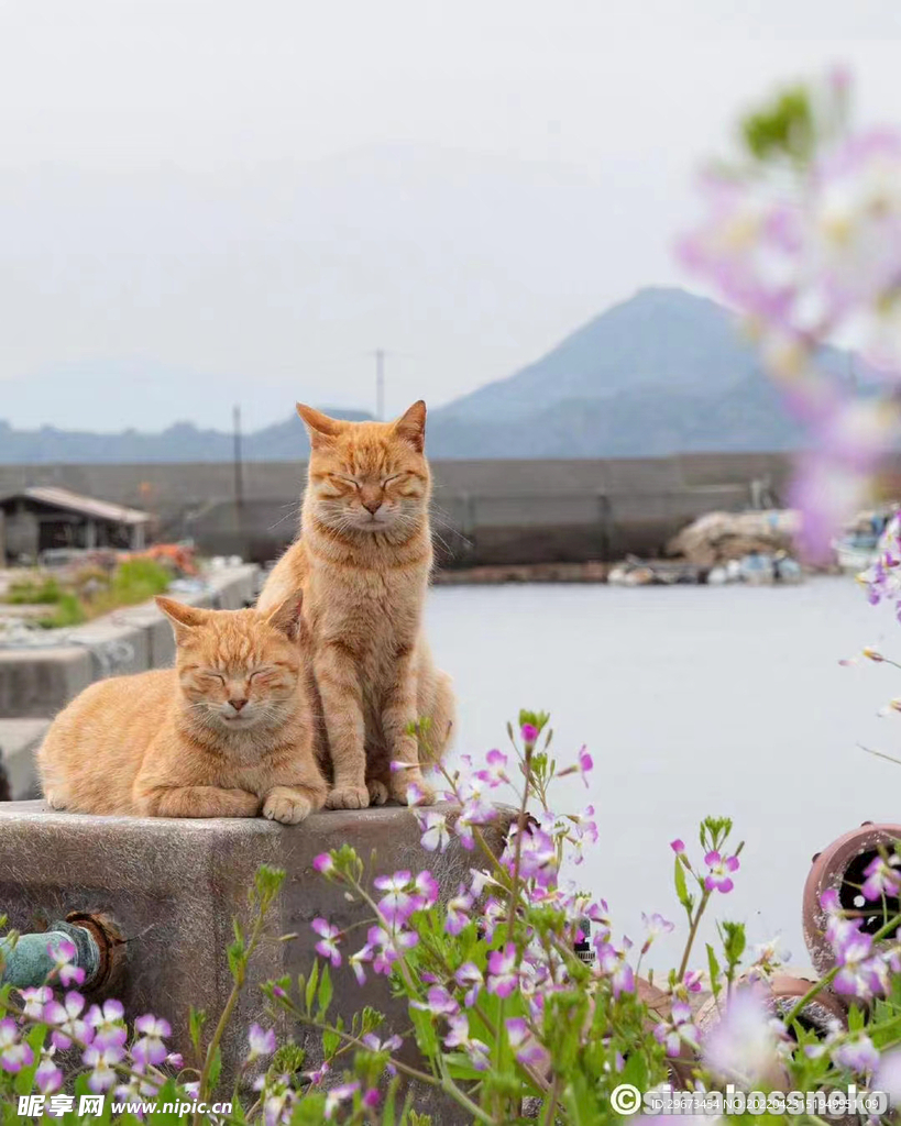 毛茸茸  黄色  橘猫  加菲