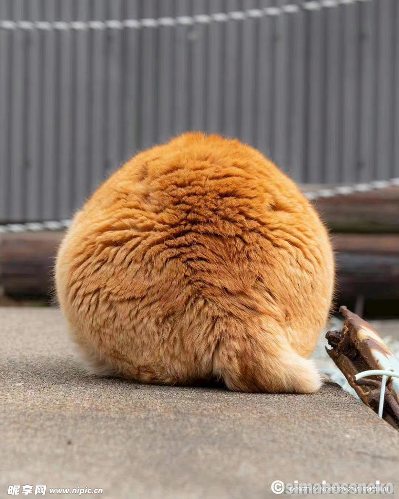 毛茸茸  黄色  橘猫  加菲