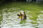 烟台海豹湾生态保育公园海豹表演