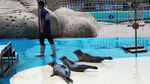 烟台海豹湾生态保育公园海豹表演