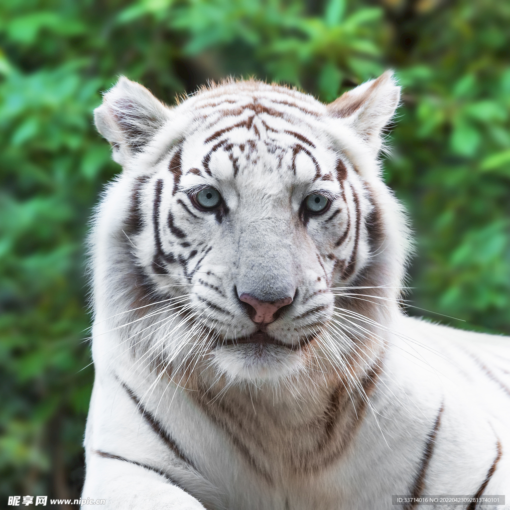 老虎  