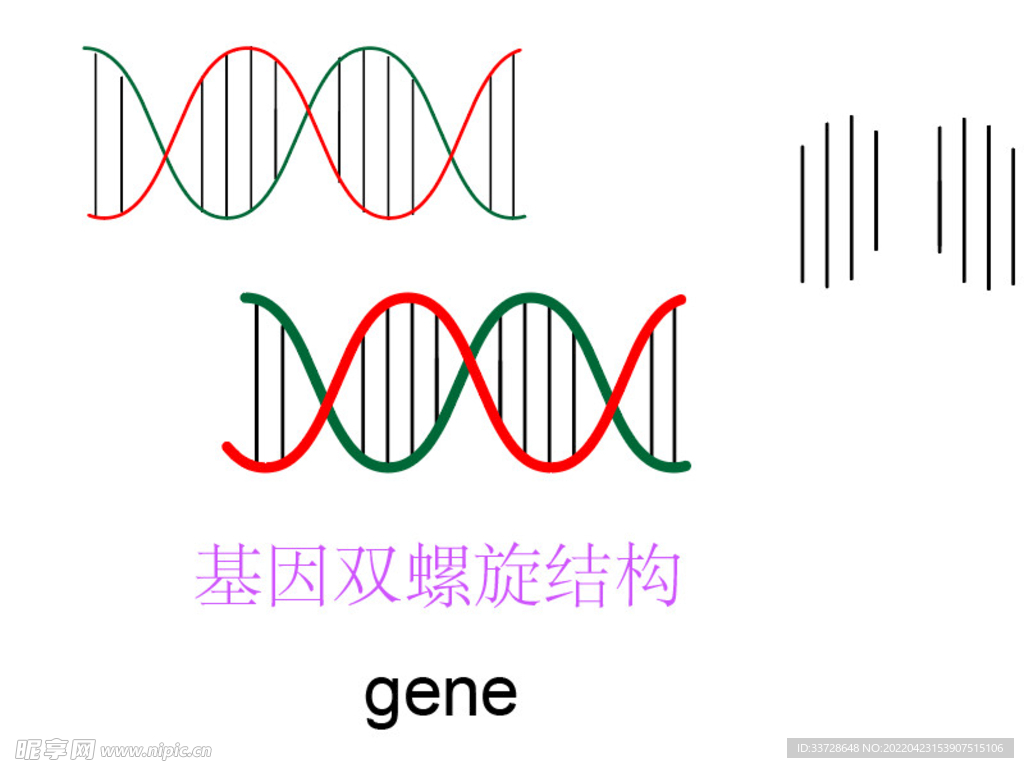 基因双螺旋结构