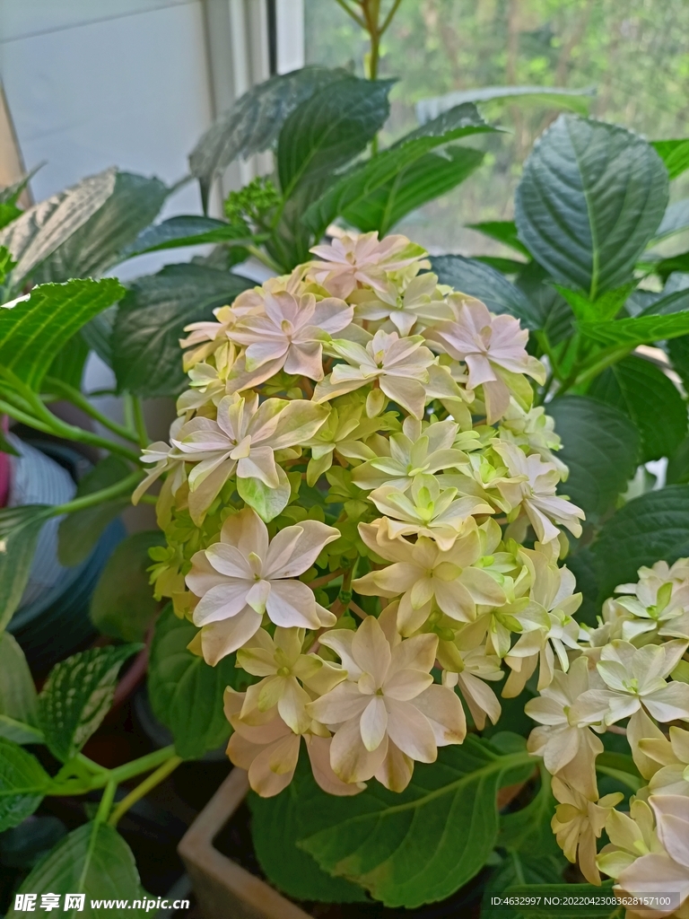 绣球