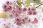 樱花特写风景摄影