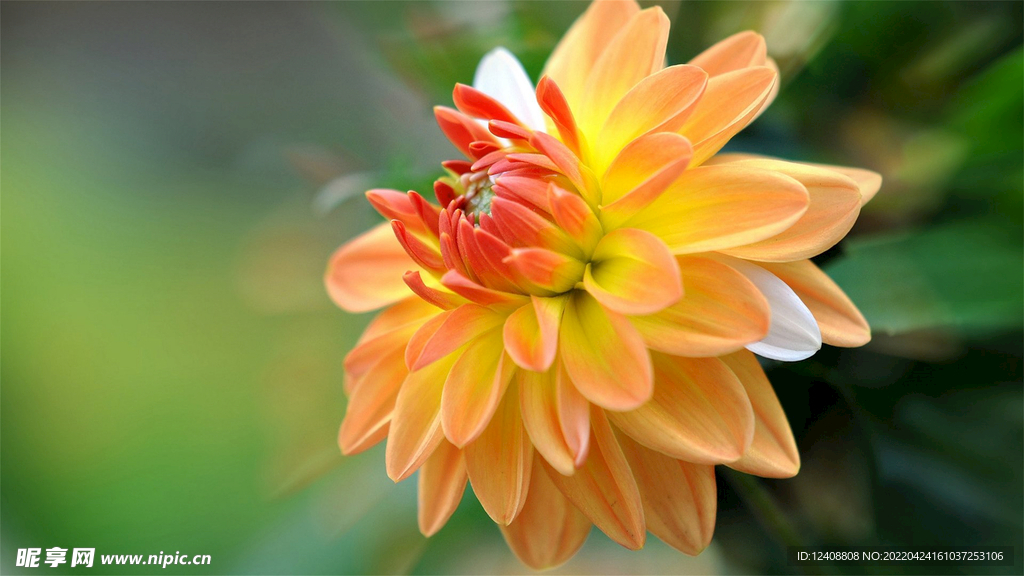花儿