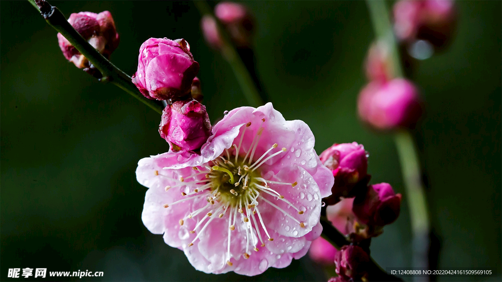 桃花
