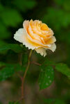 月季花 