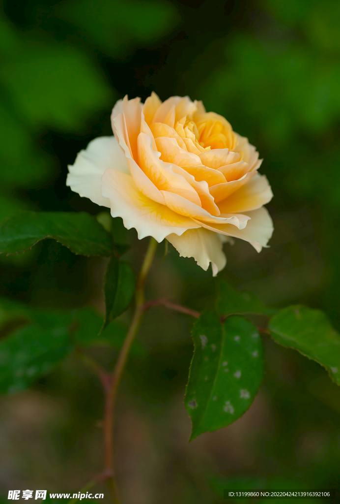 月季花 