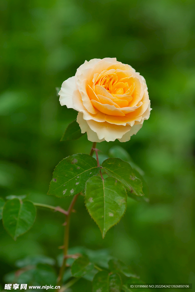 月季花