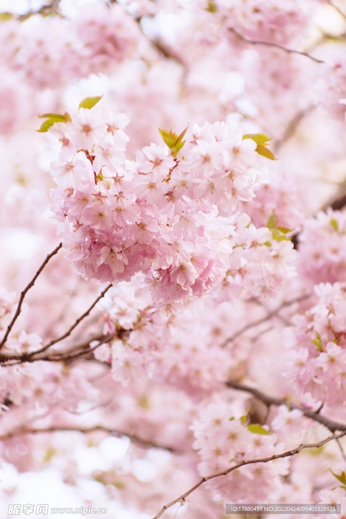 樱花