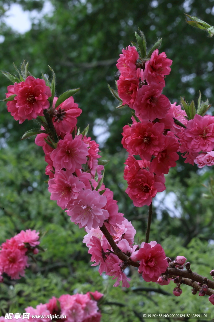 榆叶梅 