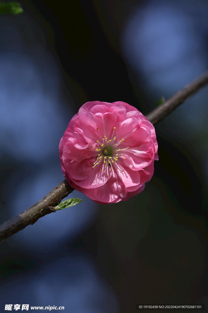 榆叶梅