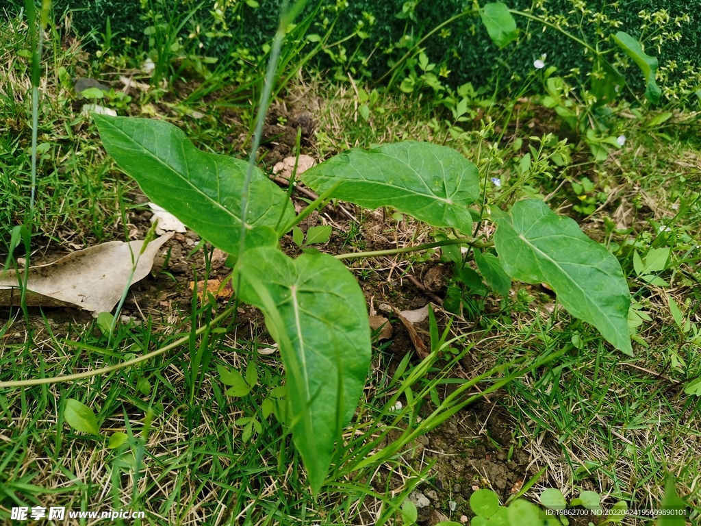 苏州野外小草