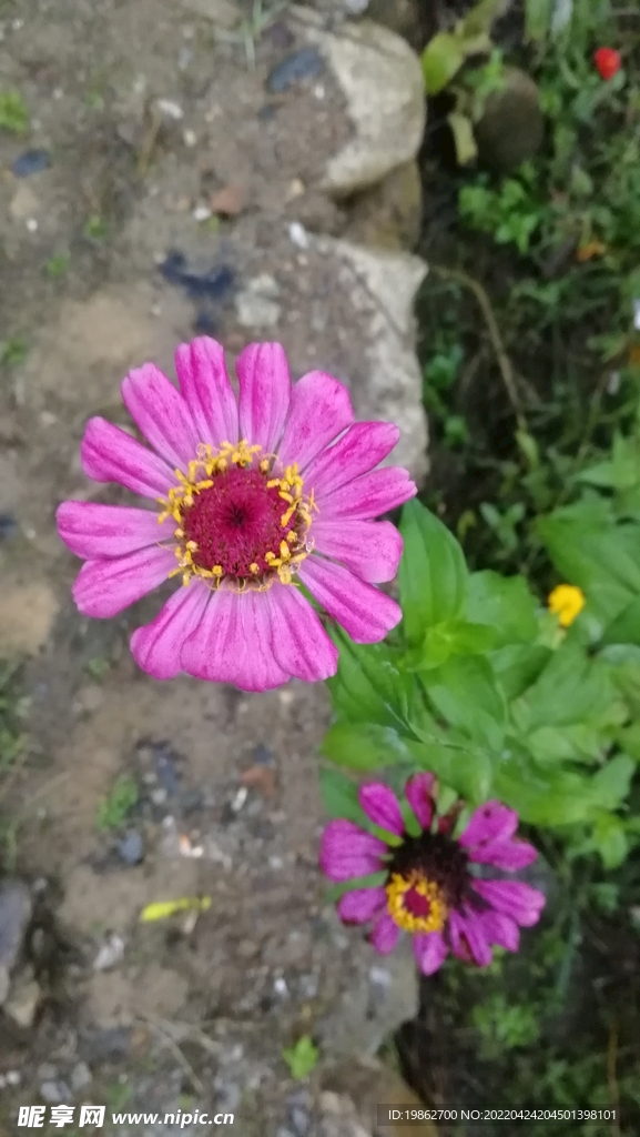 春天花卉风景粉色花 