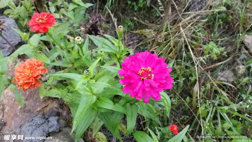 春天花卉风景红花