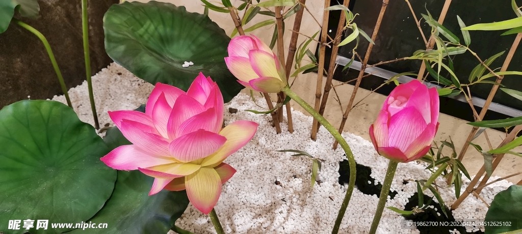 荷花装饰