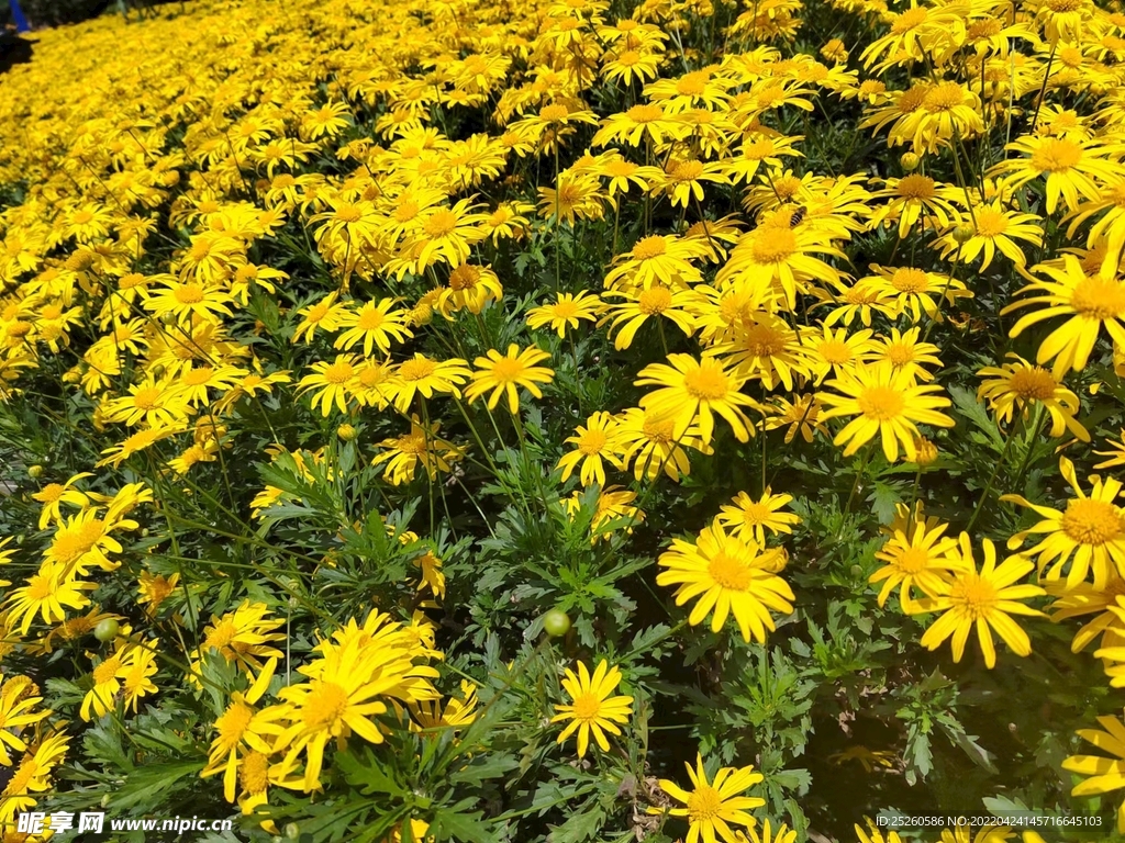 4月里的小黄花的故事